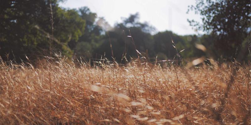 Canada41：解锁加拿大永久居留权的留学路径全解析