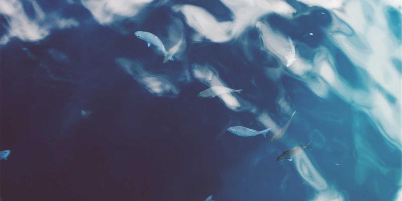 Canada46:解码加拿大生活与移民的真实图景