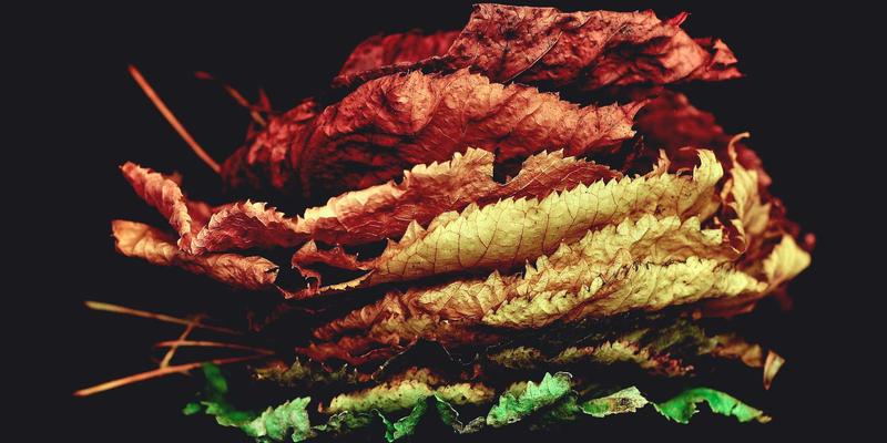 Canada58:国际学生通往加拿大永久居留权的完整路径解析