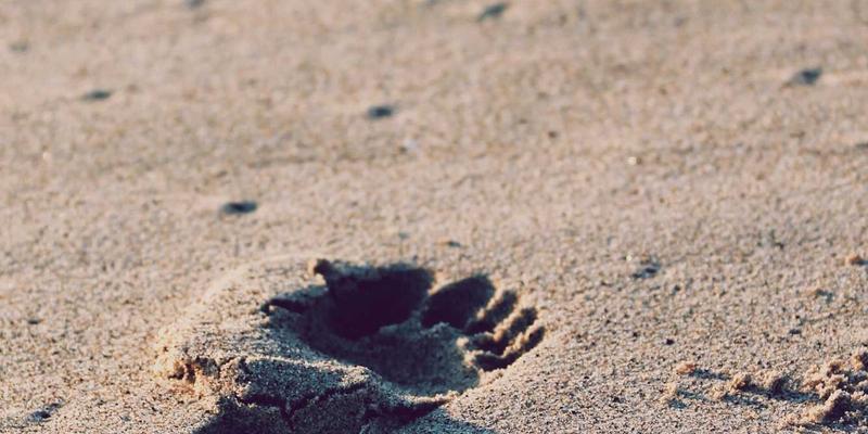 加拿大EE快速通道最新抽签趋势解读：提升CRS分数，实现永久居留与理想加拿大生活的实战策略