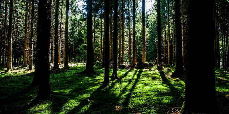 加拿大发展新篇章：移民、签证与教育体系的协同驱动